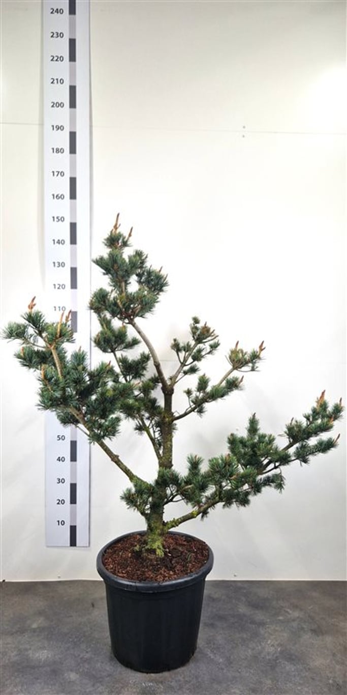 Pinus parv. 'Pentaphylla Glauca' - 100-120 CM Bonsai Cont.